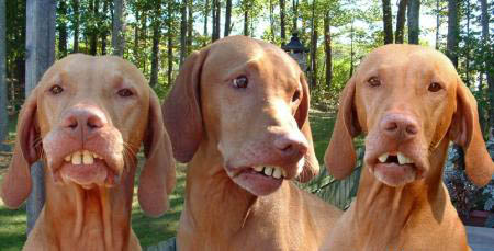 buck_tooth_dogs